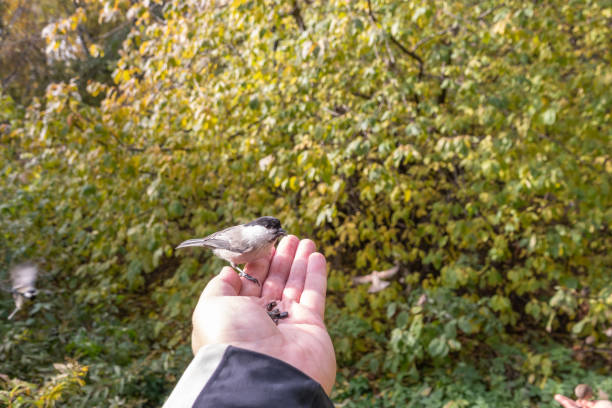 istock A willow tit sits on hand and eats seeds. Hungry bird willow tit eating seeds from a hand in winter or autumn 1485206082