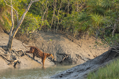 A Royal Bengal Tiger, Panthera tigris, entering a creek while walking round her territory in the mangrove forest of Sundarbans National Park, West  Bengal, India