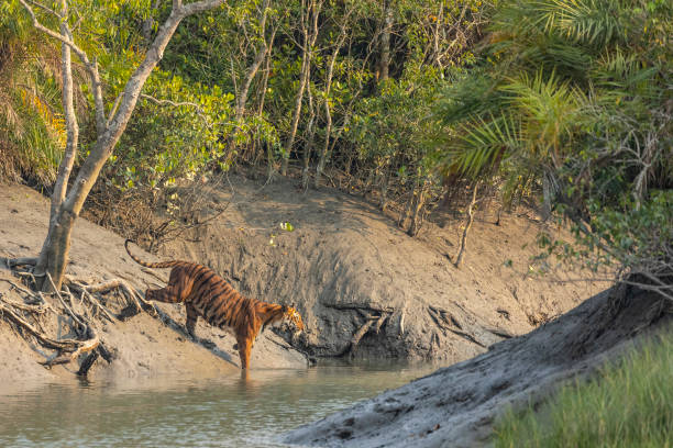 Bengal Tiger entering a creek in Sunderbans NP, India stock photo