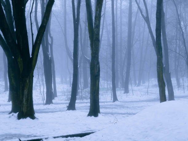 istock Fabulous snowy winter woods with fog. 1485206637