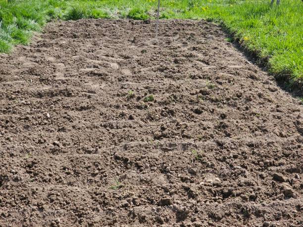 istock Agricultural Terrain with Furrows of Planted Crops 1485206847