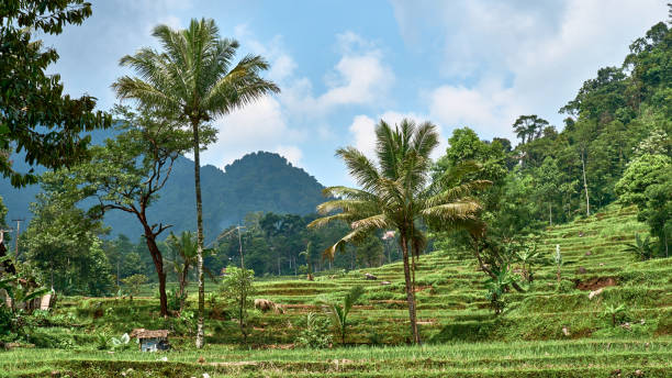 istock Enchanting Landscape: A Feast for the Senses 1485208168