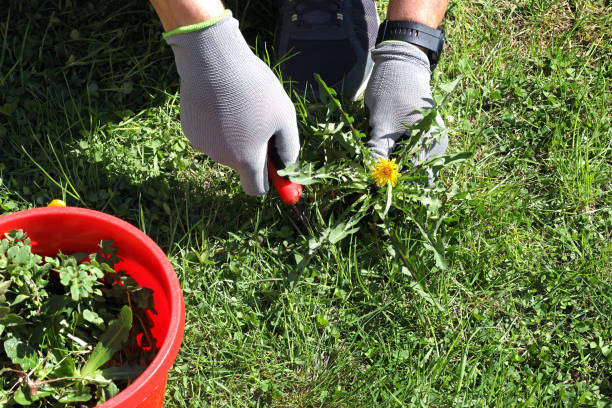 istock The man removes weeds from the lawn 1485208312