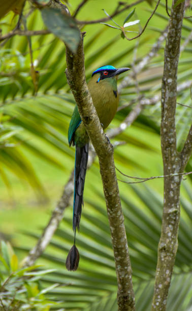istock Andean motmot 1485208400
