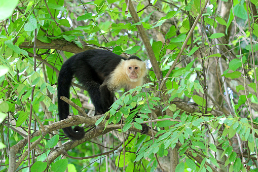 Capuchin monkey in rain forest, Puntareana, Costa Rica.  Lush green tree background