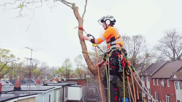 Young man climbing and cutting the tree in urban back yard