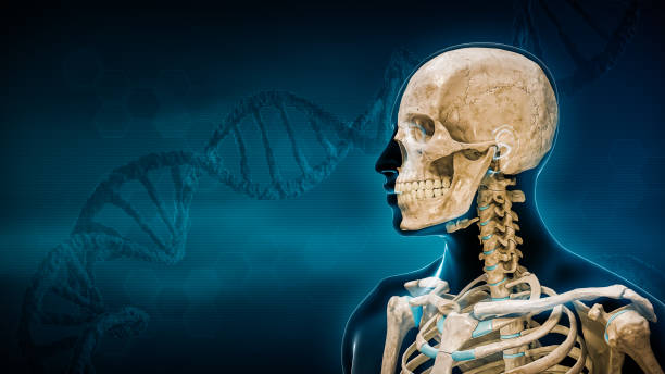 istock DNA strands and human body and skeleton profile view 3D rendering illustration with copy space on blue background. Anatomy, medicine, medical research, biology, medicine, science, genetics concepts. 1485210862