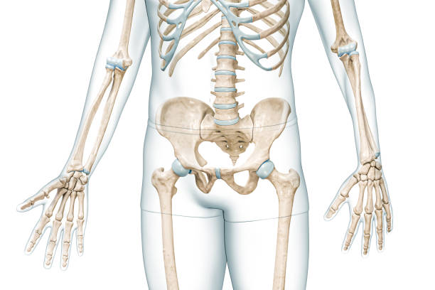 Pelvis or pelvic girdle bones front view with body 3D rendering illustration isolated on white with copy space. Human skeleton anatomy, medical diagram, skeletal system, science, biology concepts. stock photo