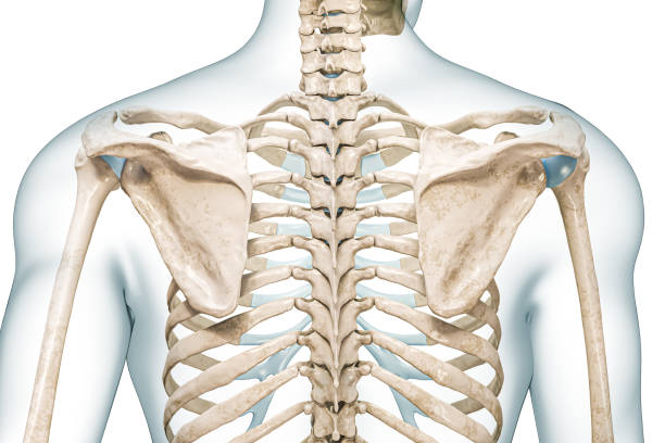 vista trasera de escápula y columna vertebral con contornos corporales ilustración de renderizado 3d aislada en blanco con espacio de copia. esqueleto humano y anatomía de la columna vertebral, diagrama médico, osteología, conceptos del sistema esquel - shoulder bone fotografías e imágenes de stock