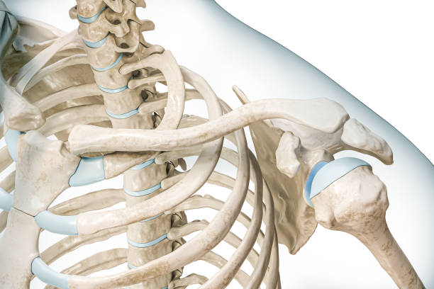 istock Clavicle bone or collarbone close-up with body 3D rendering illustration isolated on white with copy space. Human skeleton and shoulder girdle anatomy, medical diagram, skeletal system concepts. 1485211012