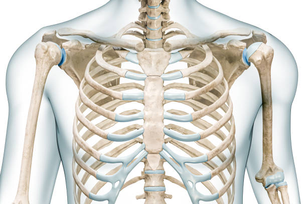 primo piano delle ossa dello sterno con illustrazione di rendering 3d del corpo isolata su bianco con spazio di copia. scheletro umano e torace o anatomia del tronco, diagramma medico, osteologia, concetti del sistema scheletrico. - shoulder bone foto e immagini stock