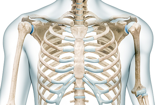 Sternum bones close-up with body 3D rendering illustration isolated on white with copy space. Human skeleton and thorax or torso anatomy, medical diagram, osteology, skeletal system concepts.