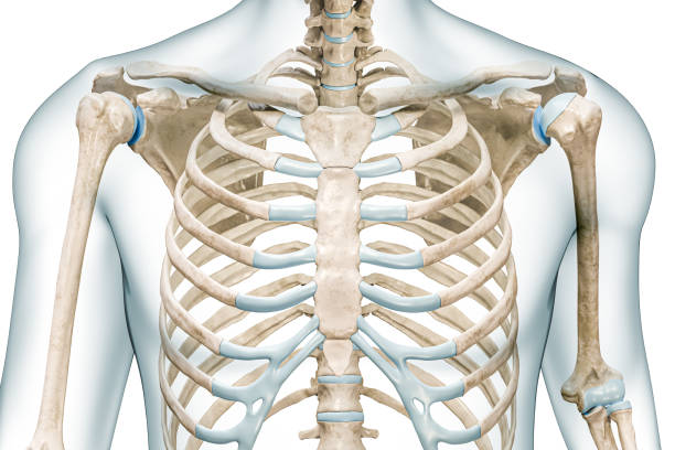 Sternum bones close-up with body 3D rendering illustration isolated on white with copy space. Human skeleton and thorax or torso anatomy, medical diagram, osteology, skeletal system concepts. stock photo