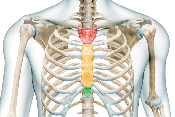 흉골의 원고, 몸통, 검상돌기는 흉골의 뼈를 색깔로 처리하고, 3d 렌더링 그림은 복사 공간이 있는 흰색으로 분리되어 있다. 인간의 골격과 흉부 또는 흉곽 해부학, 의료 다이어그램 개념. - sternum 뉴스 사진 이미지