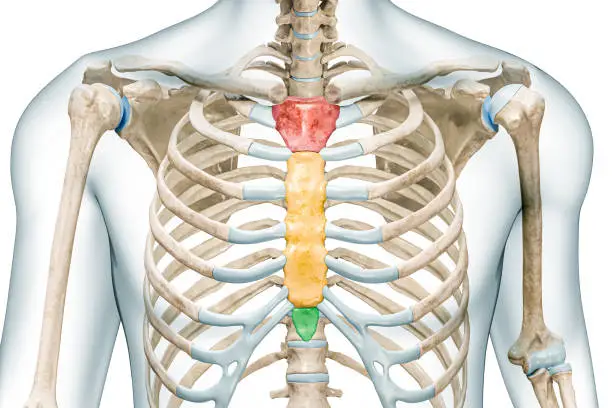 Photo of Manubrium, body and xiphoid process bones of the sternum in colors 3D rendering illustration isolated on white with copy space. Human skeleton and thorax or rib cage anatomy, medical diagram concepts.