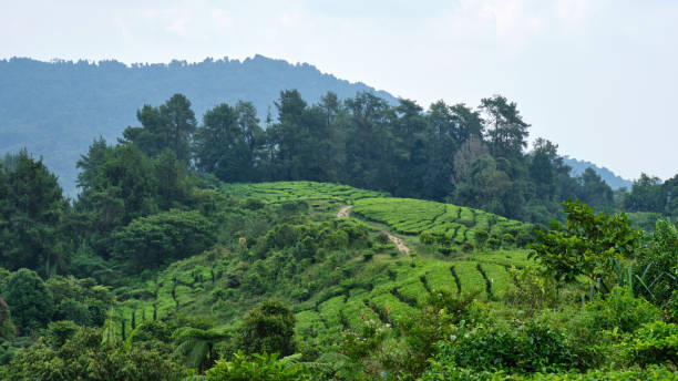 istock Serene Tea Plantation View in a Tropical Climate 1485212021
