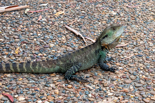 Photograph of a small green monitor lizard outside in the sunshine in regional Australia