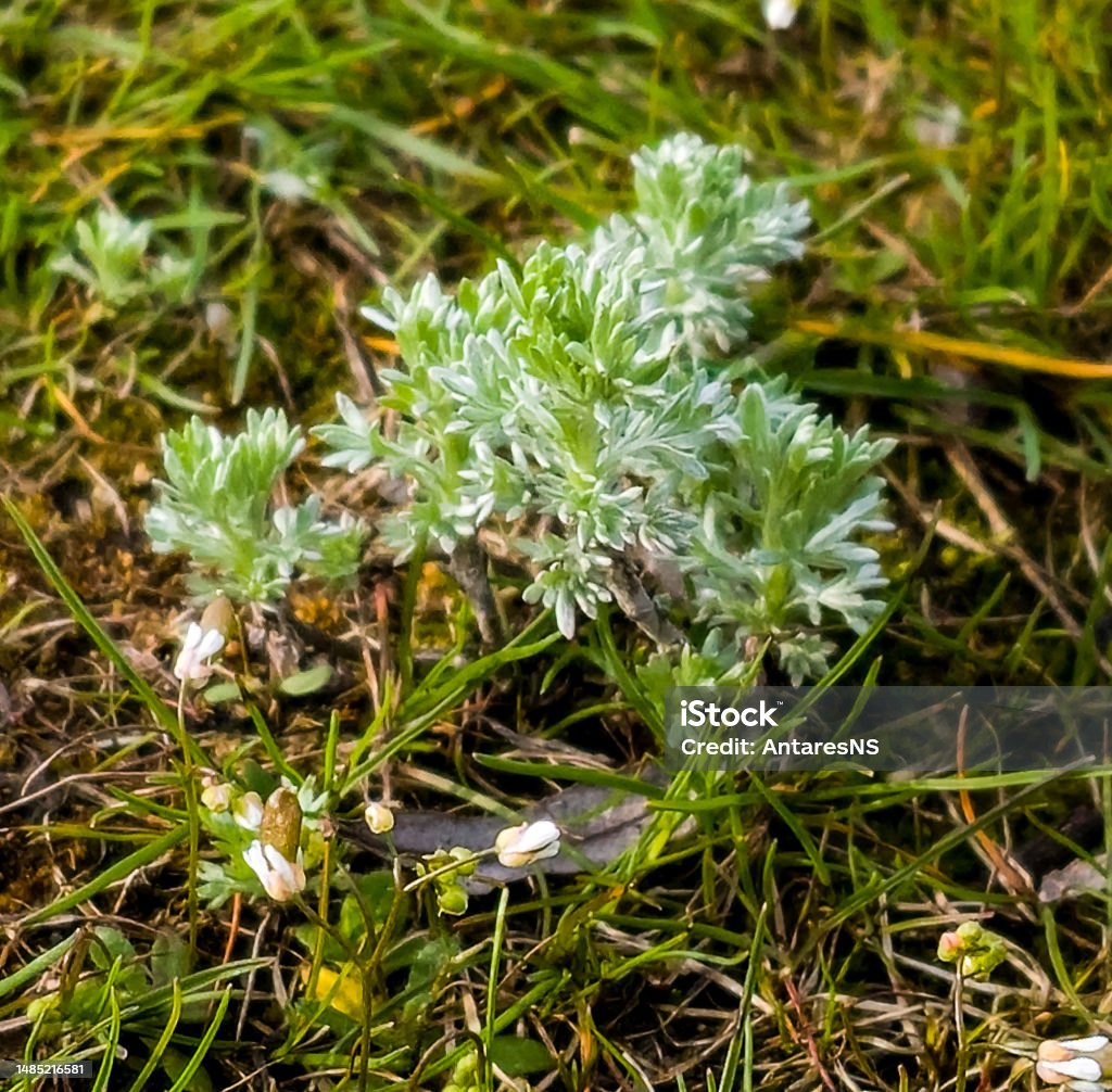 신선한 성장 쑥 Seriphidium Fragrans 야생 들판의 쑥 풀 Artemisinin 약용 식물 천연 녹색 잔디 잎 ...