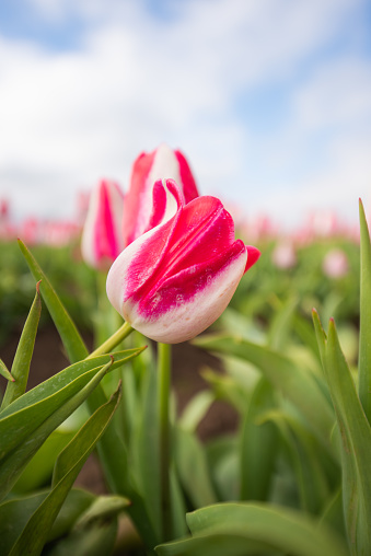 Selectively focused close up of blooming pink and red and white tulips in a field on a spring morning