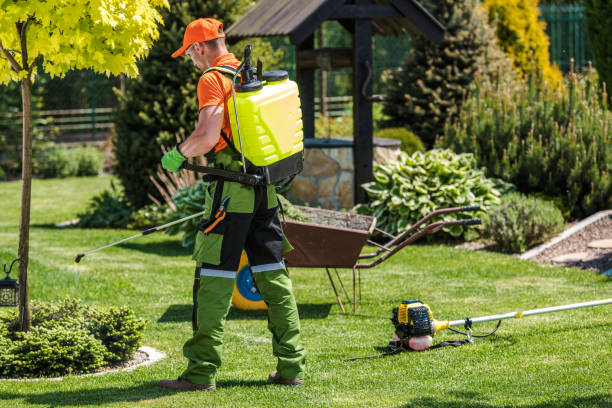 Professional Gardener Performing Garden Spraying Professional Gardener with Pump Sprayer Attached to His Back Performing Seasonal Garden and Lawn Pest-Control Spraying. insecticide stock pictures, royalty-free photos & images