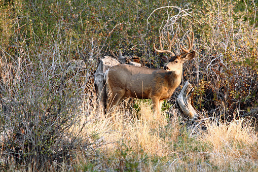 Mule deer buck in a brushy area of East Central Idaho.