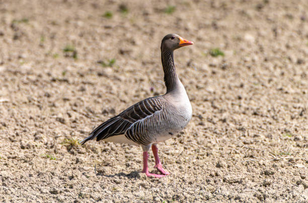 istock Greylag Goose, anser anser, a wild goose 1485221264