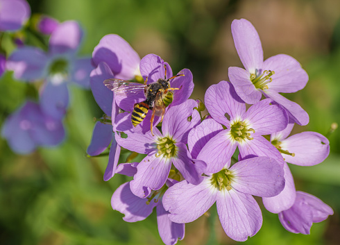 Cardamine pratensis, lady's smock flowering plant with wasp on it
