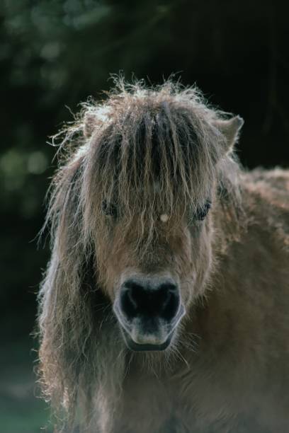 portrait d’un petit poney dun - tête dun animal photos et images de collection