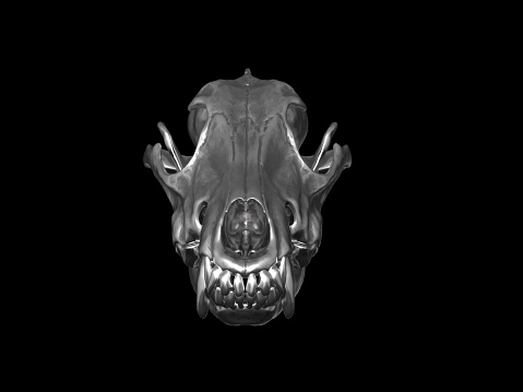 Metal wolf skull with large teeth - front view - 3D Illustration