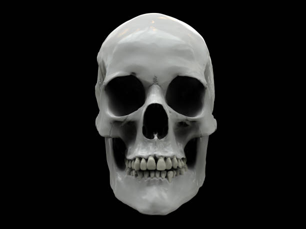 istock White shiny human skull on a black background - 3D Illustration 1485224049