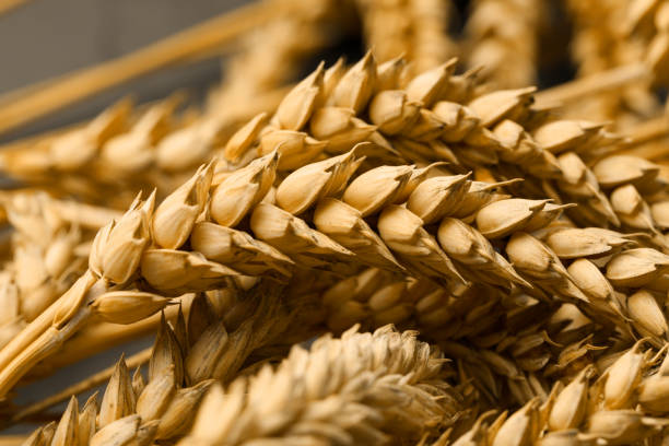 istock Dried ears of wheat on blurred background, closeup 1485226208
