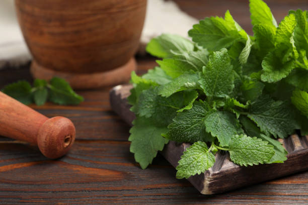 istock Fresh green lemon balm leaves on wooden table, closeup 1485227310