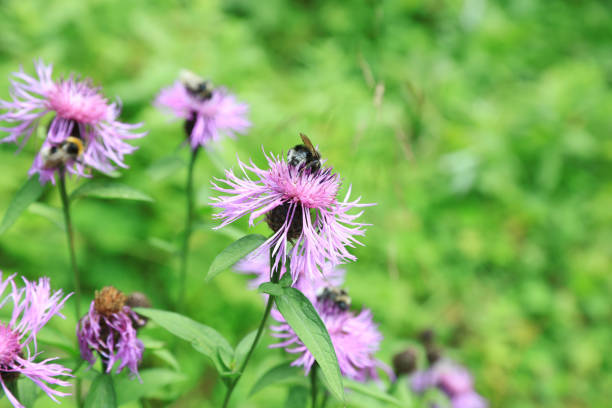 Bumblebees on knapweed flowers in meadow at summer