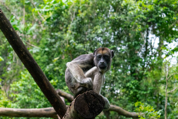 istock Portrait photo of a small monkey 1485227979