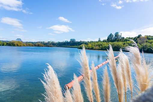 White pampas grass flower and orange floating barrier on Waikato River at Aratiatia dam, Taupo New Zealand.