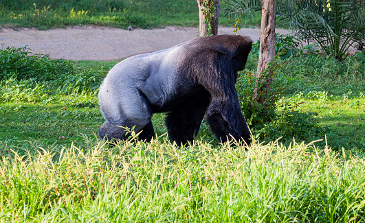 Portrait of a large male mountain gorilla looking at the camera, with his facial features and upper body clearly visible as he sits in dense green jungle foliage.