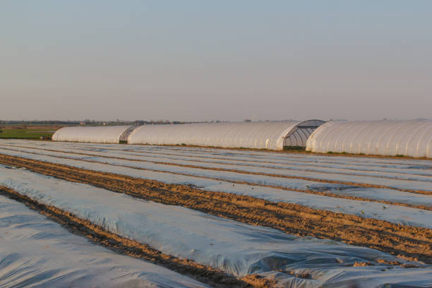 istock foil on rural fields covering crops 1485232722