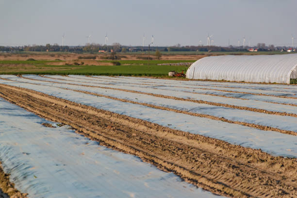 istock foil on rural fields covering crops 1485232786