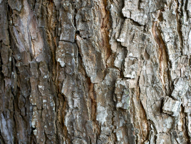 istock Munggur, Trembesi, Rain Tree (Samanea saman) tree bark, natural wallpaper and background 1485232797