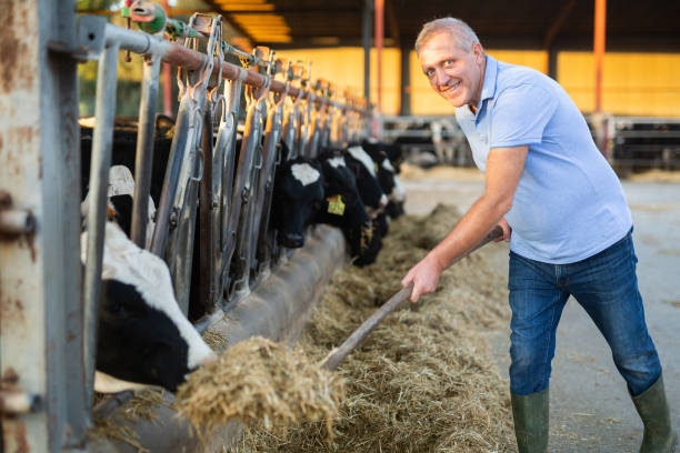 istock Farmer feeds cows with fresh grass in cowshed of dairy farm 1485234146