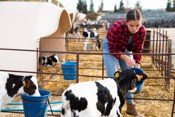istock Young female farmer feeding small calves in cowshed 1485234160