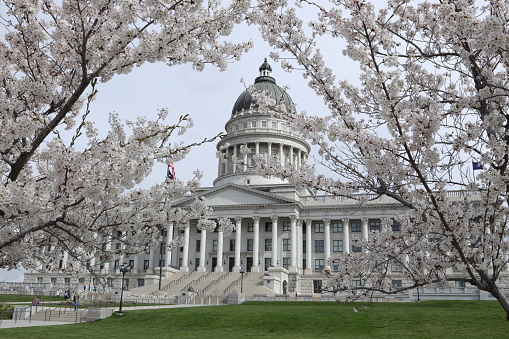 Cherry blossoms at the Utah State Capitol.
