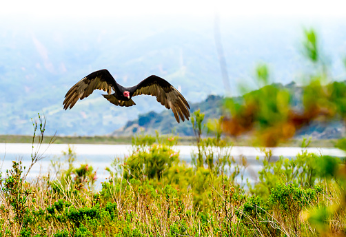 Turkey vulture (Cathartes aura) at Lake Casitas in the Ojai Valley, is the most widespread of the New World vultures.