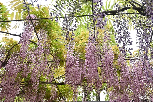 A view of the wisteria trellis. From April to May, the wisteria flowers that bloom from overhead are so fantastic that they are a symbol of early summer in Japan.