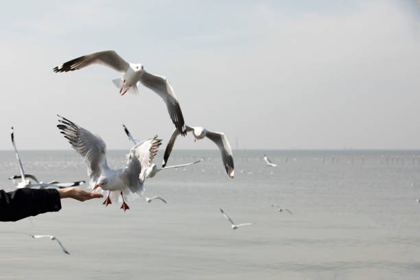 istock Seagall feeding from women hand with blue sea in background 1485241720