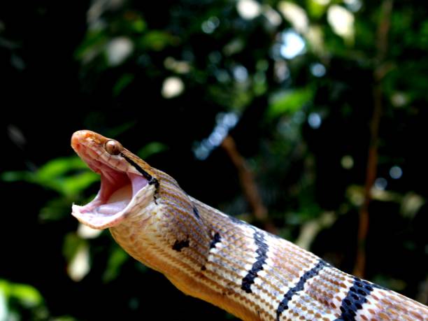 istock Dog-toothed Cat Snake (Boiga cynodon) 1485241775