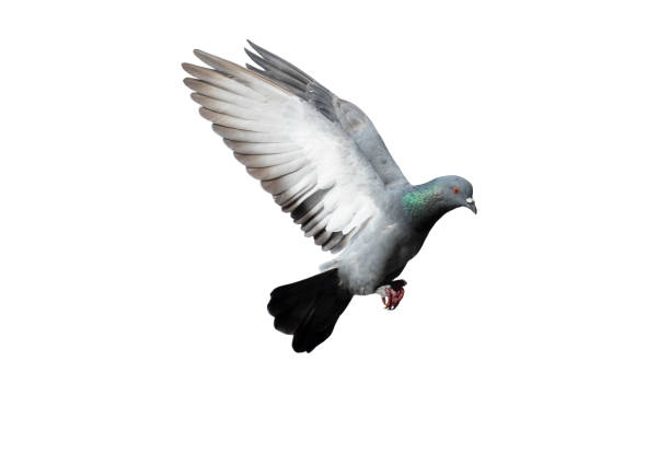 istock Flying pigeon in action isolated on white background. Grey pigeon in flight isolated. Side view of a dove flying isolated. 1485241985