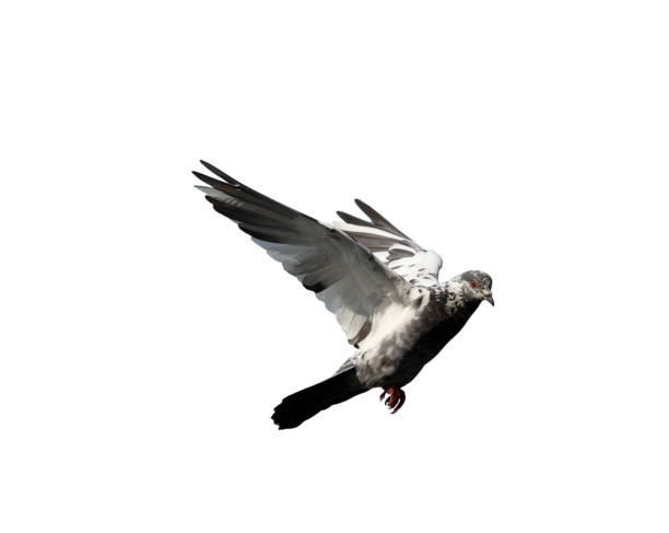 istock Flying pigeon in action isolated on white background. Grey pigeon in flight isolated. Front view of a dove flying isolated. 1485241986