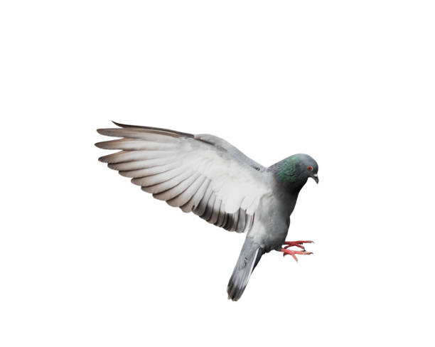 istock Flying pigeon in action isolated on white background. Grey pigeon in flight isolated. Side view of a dove flying isolated. 1485242008