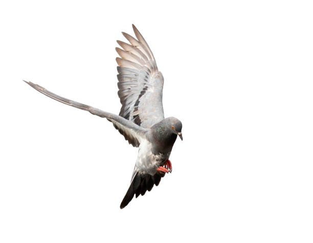 istock Flying pigeon in action isolated on white background. Grey pigeon in flight isolated. Front view of a dove flying isolated. 1485242009